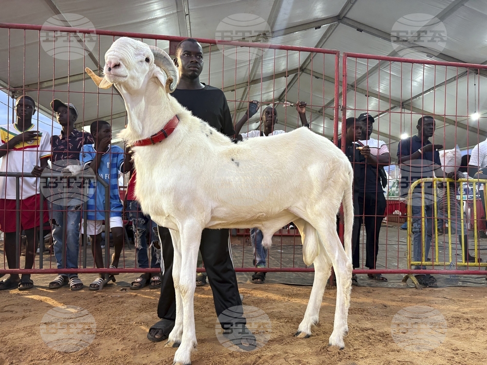 Senegal Luxury Sheep Contest
