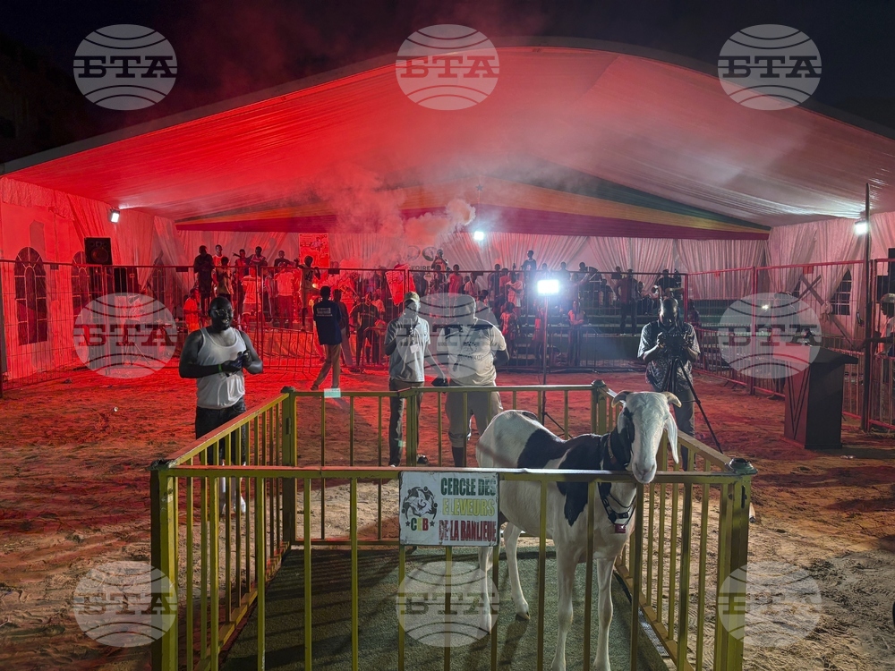 Senegal Luxury Sheep Contest