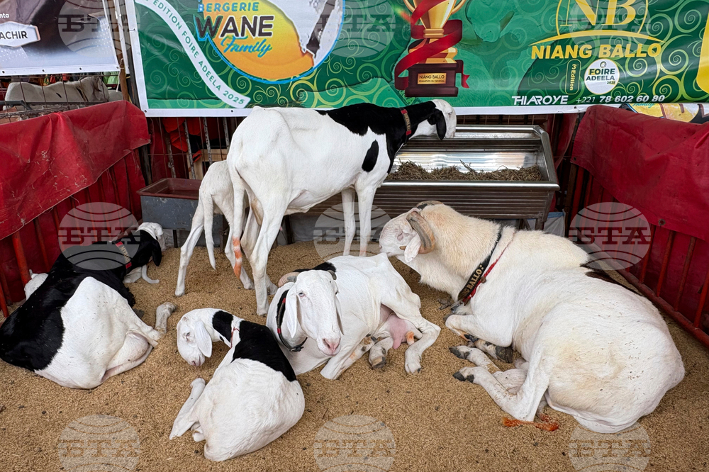 Senegal Luxury Sheep Contest