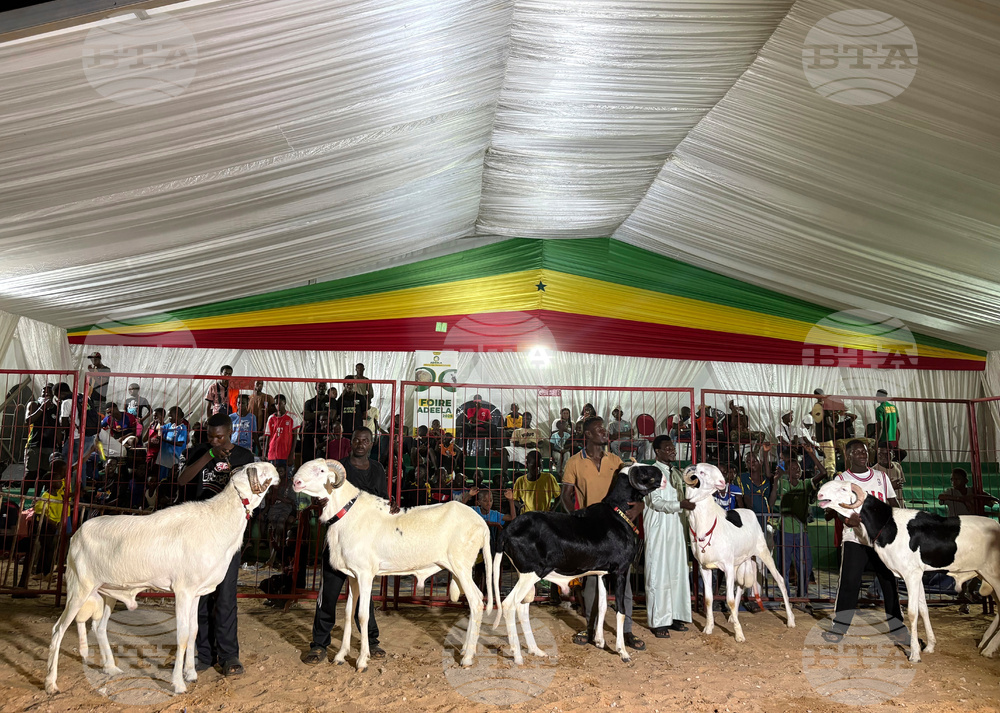Senegal Luxury Sheep Contest