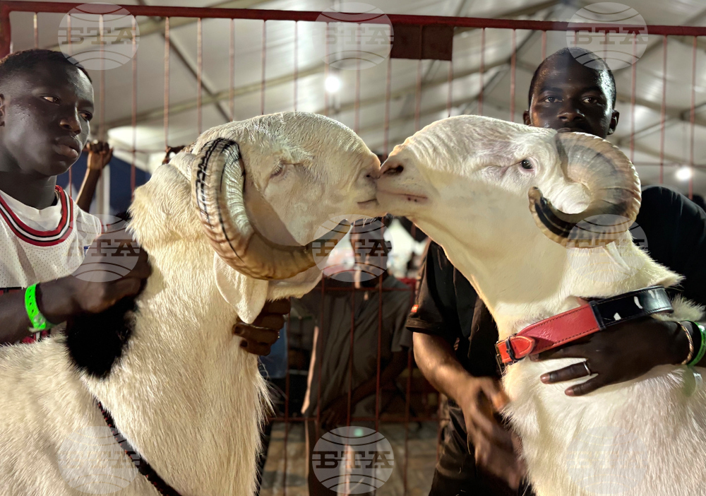 APTOPIX Senegal Luxury Sheep Contest
