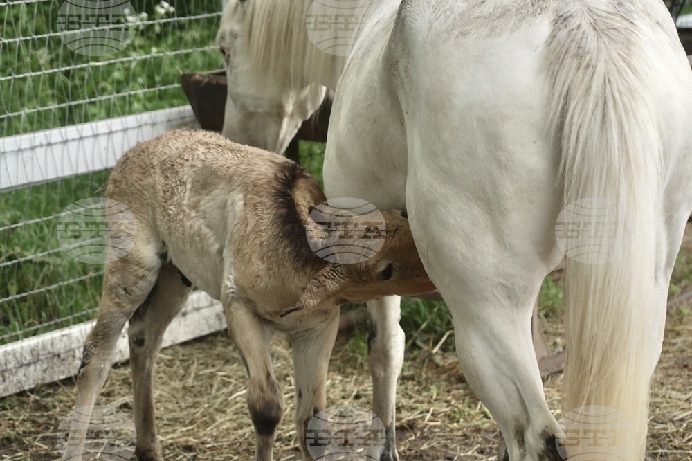 Wild Foal Adoption