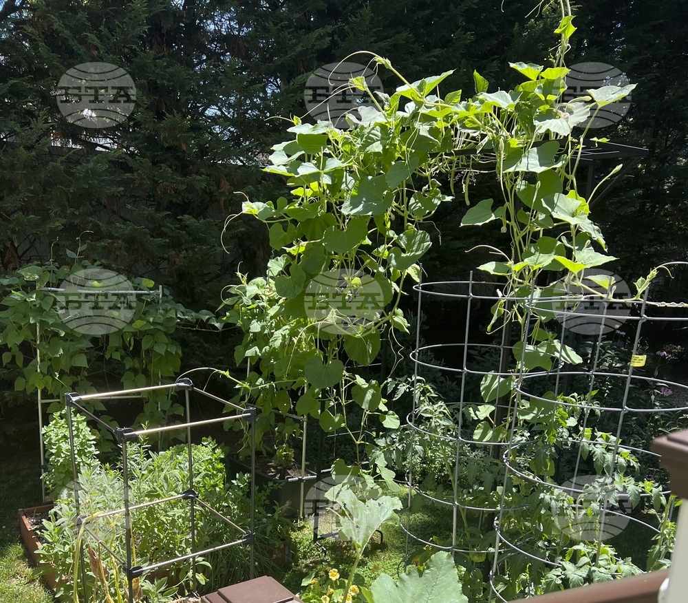 Gardening - Small Spaces