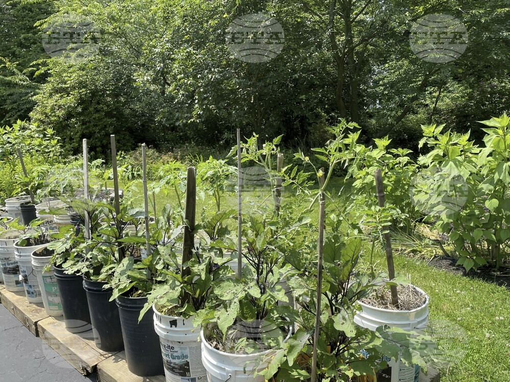 Gardening - Small Spaces