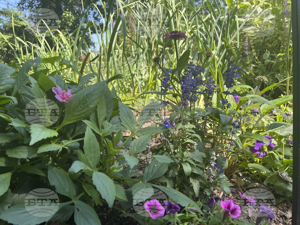 Gardening - Small Spaces
