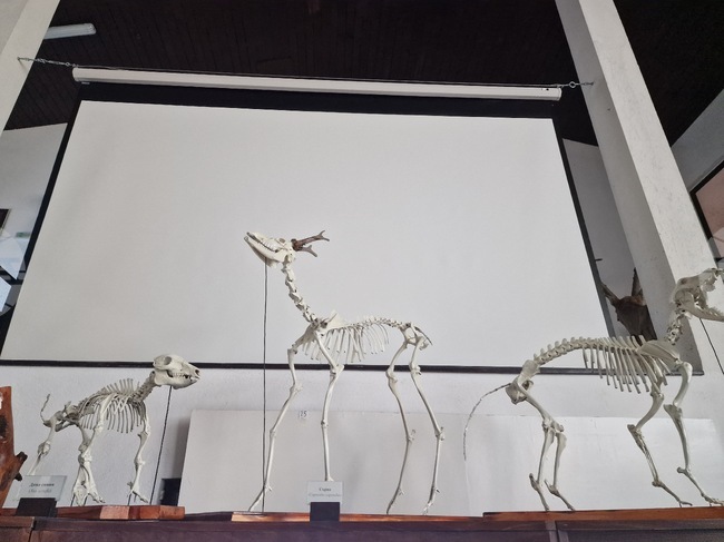 С нови три експоната е обогатена колекцията на Природонаучния музей в троянското село Черни Осъм