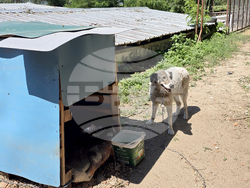 Гоце Делчев - приют за бездомни кучета - доброволци