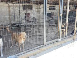 Гоце Делчев - приют за бездомни кучета - доброволци