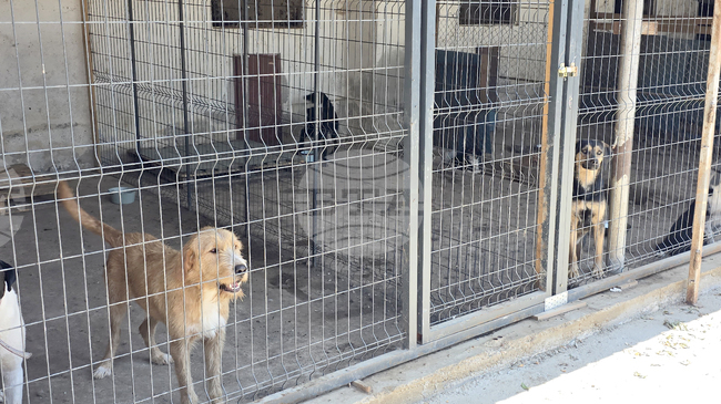 Благотворителен коледен базар в подкрепа на приюта „Неврокопски лапички“ ще се проведе на 13 декември в Гоце Делчев