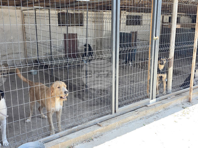 Валийството на Истанбул реши да прибере бездомните кучета 