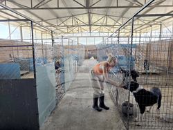 Гоце Делчев - приют за бездомни кучета - доброволци