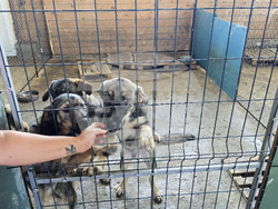 Гоце Делчев - приют за бездомни кучета - доброволци