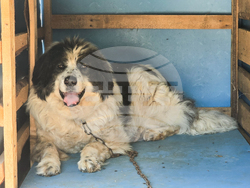 Гоце Делчев - приют за бездомни кучета - доброволци