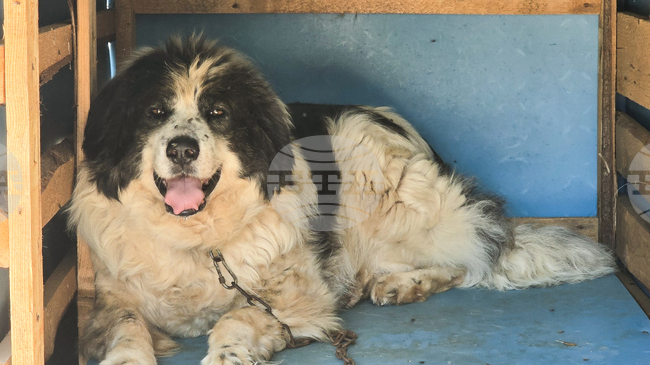 Кампания за кастрация на безстопанствени животни започна в община Гоце Делчев