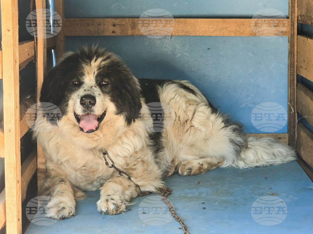 Ветеринарен екип на фондация "Четири лапи" ще извърши безплатна кастрация, ваксинация и обезпаразитяване на бездомни животни в Белица