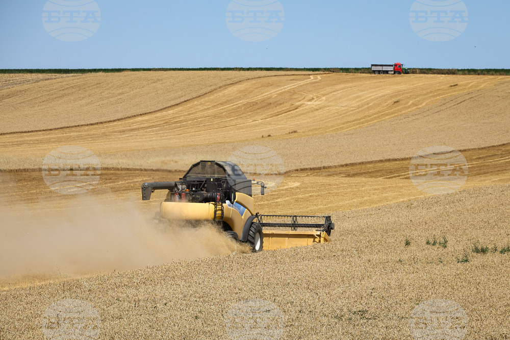 Harvest in Moldova's Taraclia District Progressing Rapidly with Yields Up 50% from Last Year