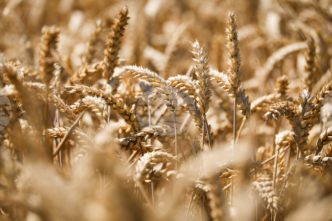 Асоциацията на земеделските производители в България изразява тревога от плановете на ЕК за бъдещето на Общата селскостопанска политика