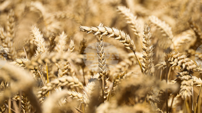 Рекордните посеви с пшеница в Южна Азия тази година частично ще компенсират спада на добивите в други региони, сочат оценки на ФАО