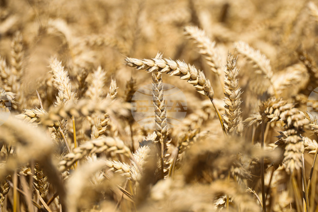 Рекордните посеви с пшеница в Южна Азия тази година частично ще компенсират спада на добивите в други региони, сочат оценки на ФАО