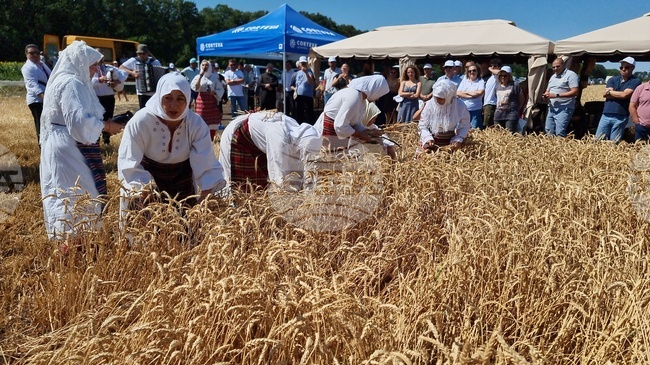 Жътвената кампания беше открита в село Петлешково от сдружение "Асоциация на българските зърнопроизводители - 2006" - Генерал Тошево