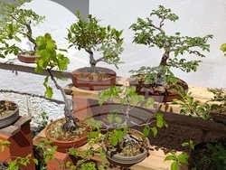 Снимка: Община Шумен