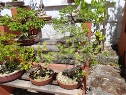 Снимка: Община Шумен