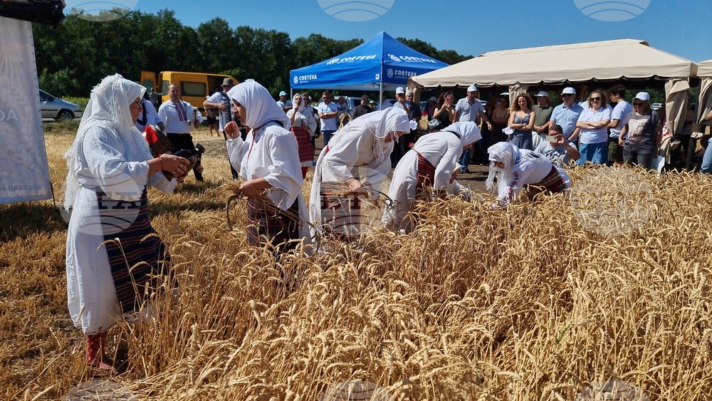 Генерал Тошево - жътвена кампания - начало