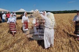 Генерал Тошево - жътвена кампания - начало
