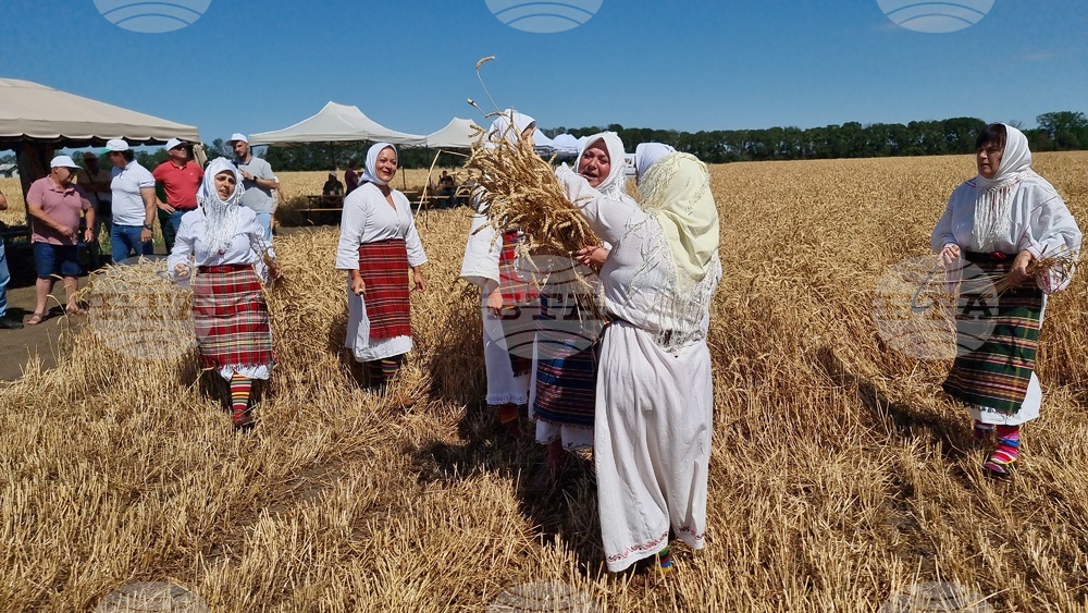 Генерал Тошево - жътвена кампания - начало