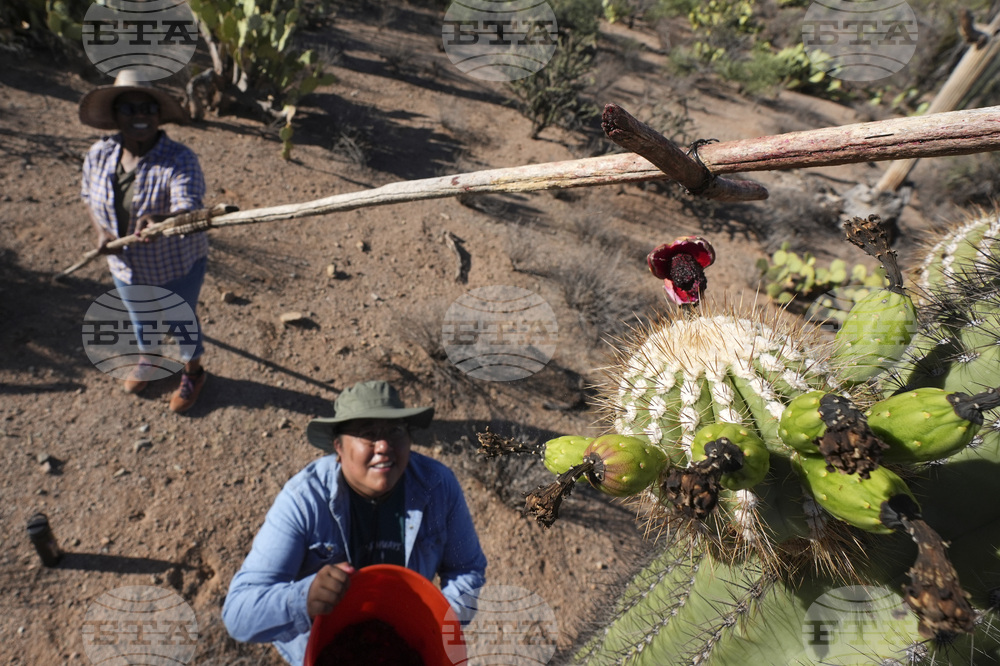 Saguaro Cactus-Harvest Photo Essay
