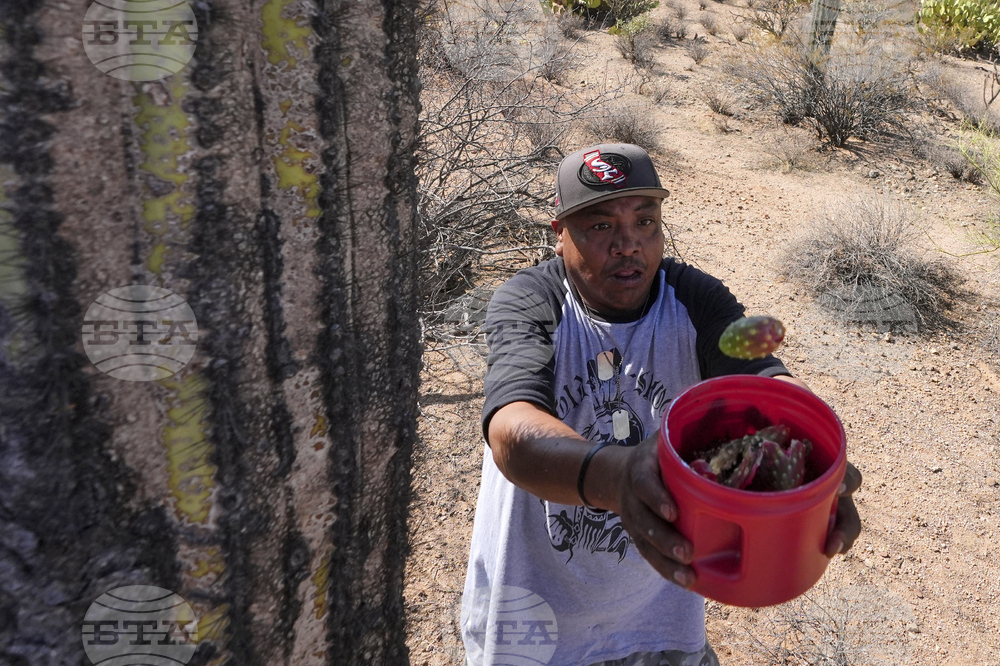 Saguaro Cactus-Harvest Photo Essay