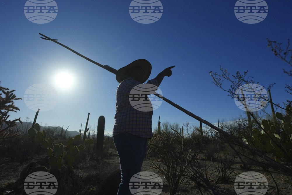Saguaro Cactus-Harvest Photo Essay