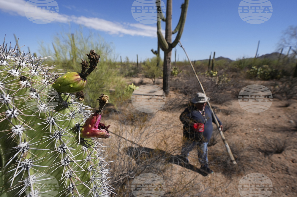Saguaro Cactus-Harvest Photo Essay