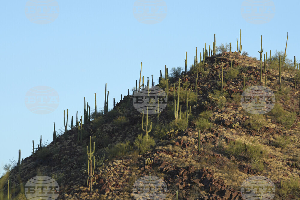 Saguaro Cactus-Harvest Photo Essay
