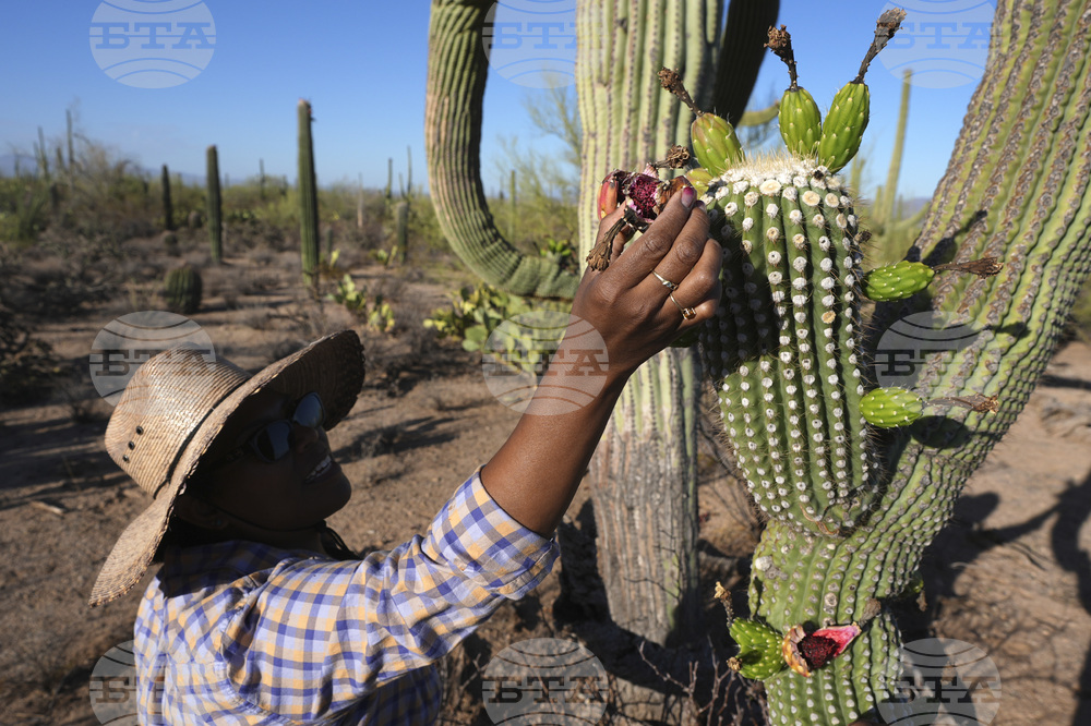 Saguaro Cactus-Harvest