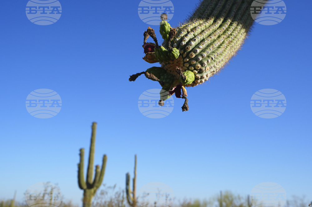 Saguaro Cactus-Harvest Photo Essay