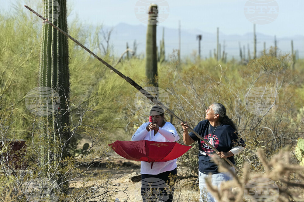 Saguaro Cactus-Harvest