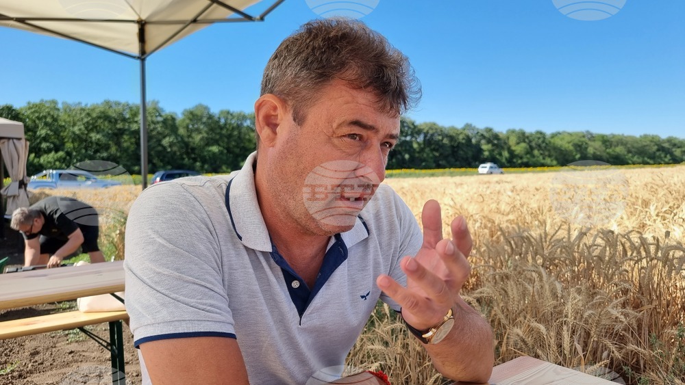 Започнало е съхнене при царевицата и слънчогледа в Добруджа, каза председателят на "Асоциацията на българските зърнопроизводители - 2006" Коста Костов
