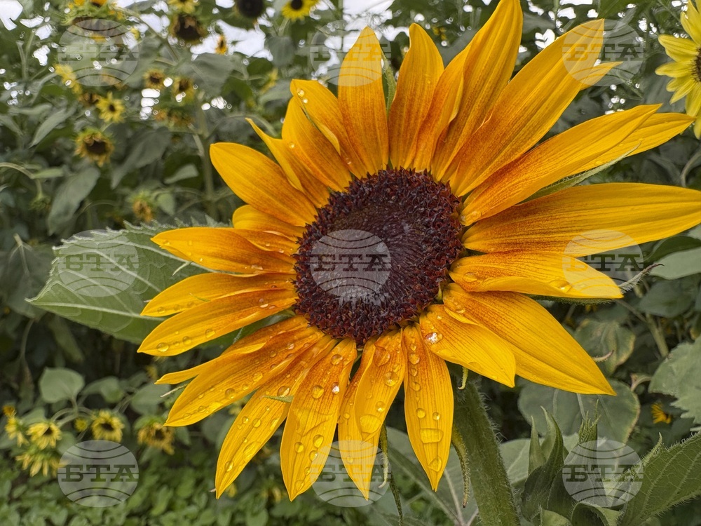 North American Monsoon