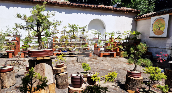 Бонзай градината в двора на Сребровата къща и нова тематична стая, посветена на турския етнос, ще бъдат открити в Шумен на 9 октомври