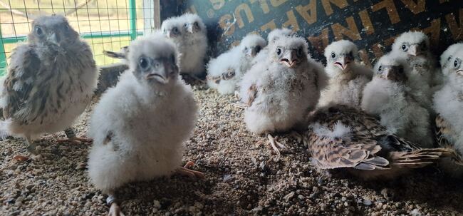 Екипът на "Зелени Балкани" изброи близо 190 излюпени белошипи ветрушки у нас тази година