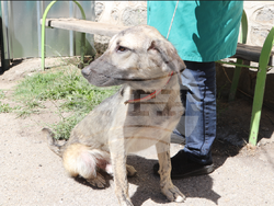 Снимка: Община Банско