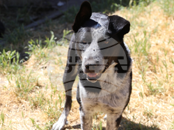 Снимка: Община Банско