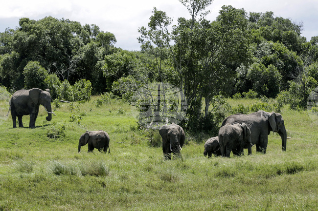 Две чужденки бяха убити от слон в национален парк в Замбия