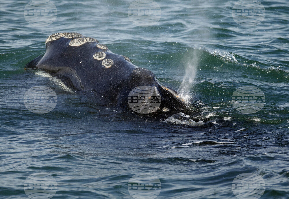 Right Whale Deaths