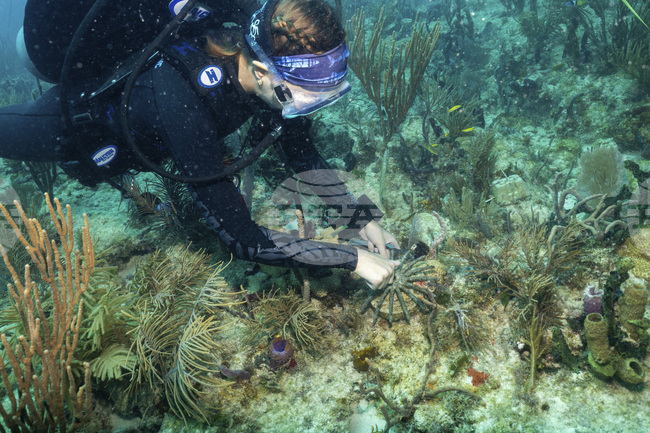 Учени изследват скрития живот на коралите с подводен микроскоп