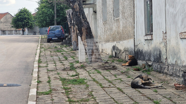 Проект за промени в наредбата за безстопанствените кучета ще разгледа на последното си за годината заседание Общинският съвет в Кубрат