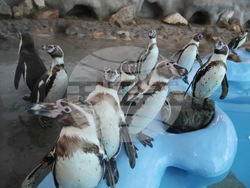 Сърбия - зоопарк - топло време