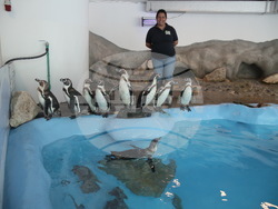 Сърбия - зоопарк - топло време