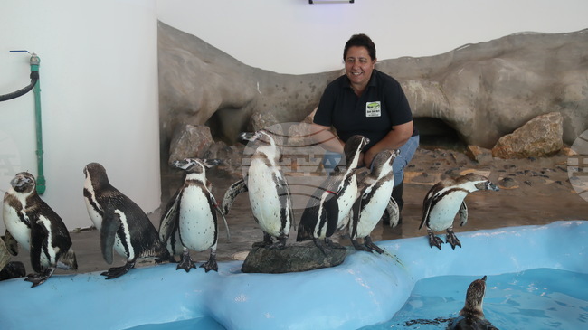 Четири млади пингвина пристигнаха от Дания в зоопарка в Белград 